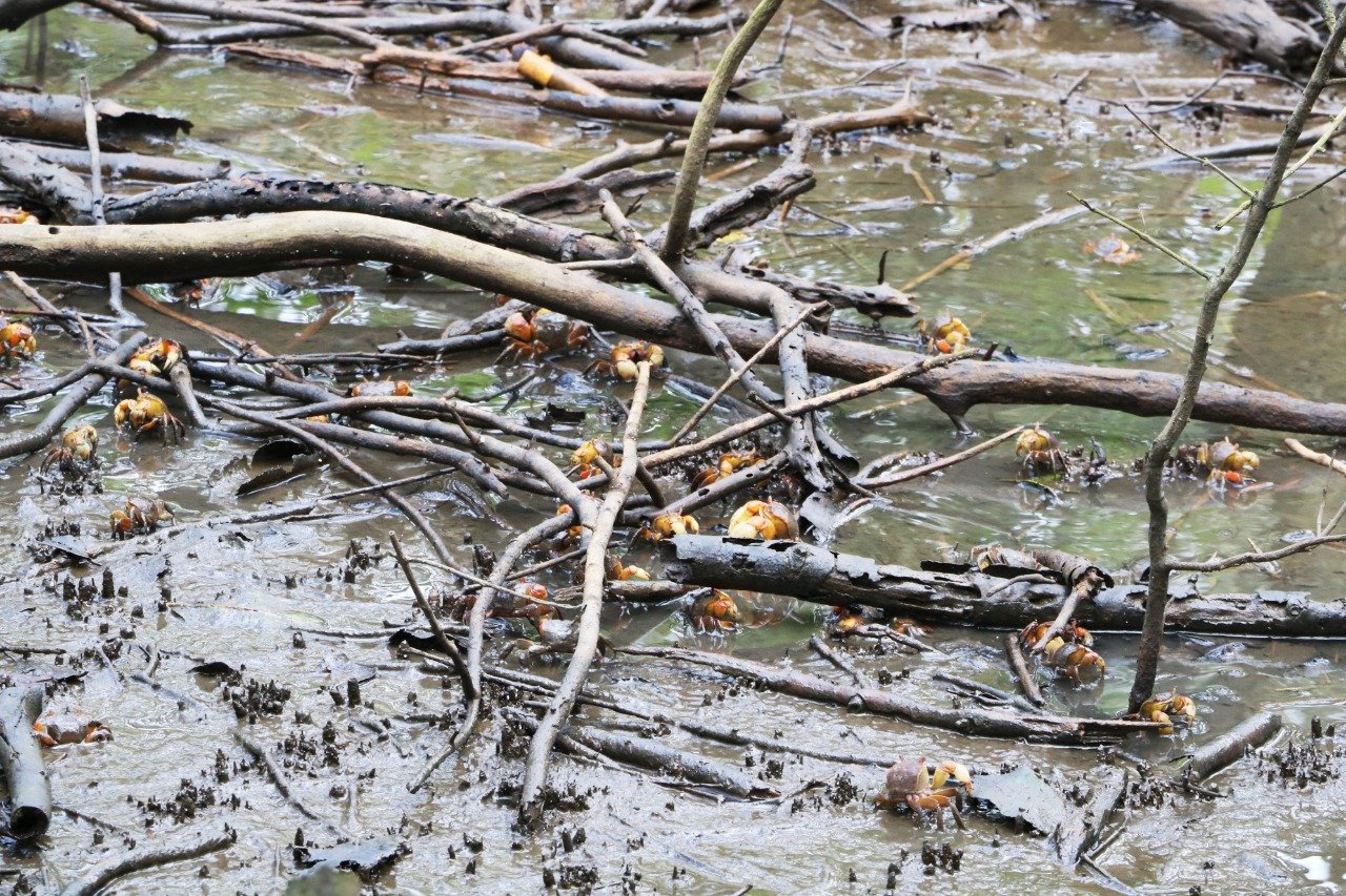 Parque municipal de Mauá começa a ser revitalizado