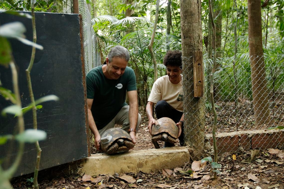 Depois de 200 anos, jabutis voltam ao Parque Nacional da Tijuca no Rio
