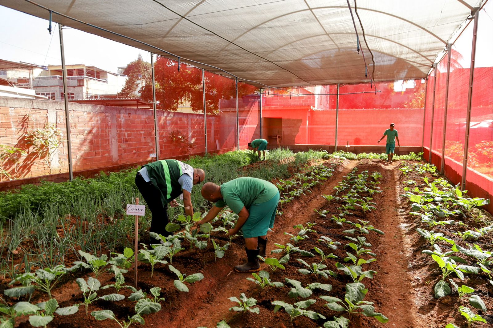 Horta comunitária de São João de Meriti disponibiliza alimentos orgânicos para alunos da rede municipal de ensino